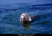 dog-photo-weimaraner-swimming_ajm638.jpg
